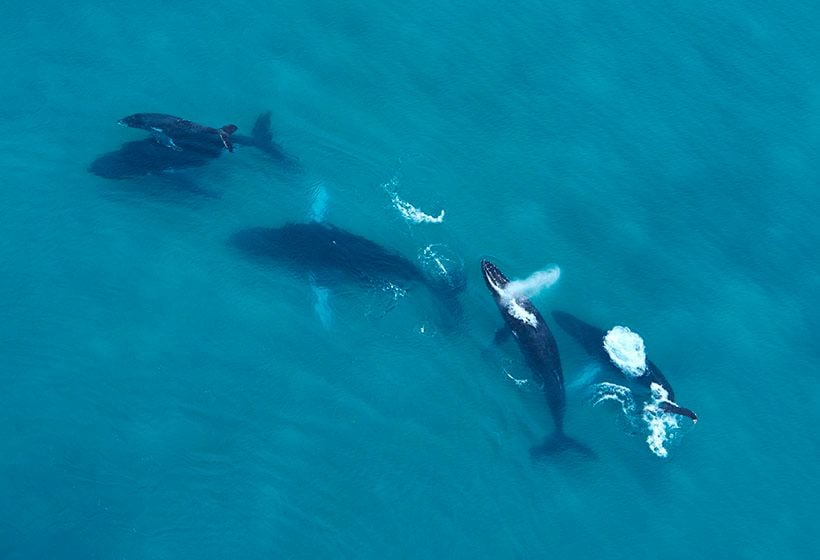 Cetaceos_Panama-Ballenas_a