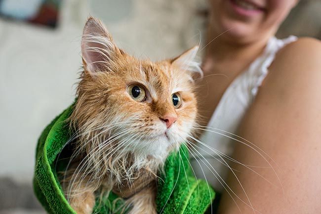 Cuáles son los miedos más comunes de los gatos