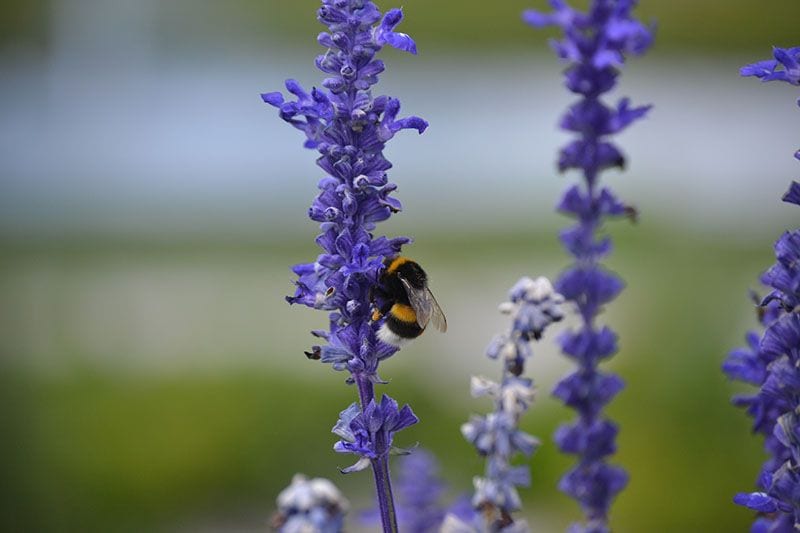 cultivar lavanda 8