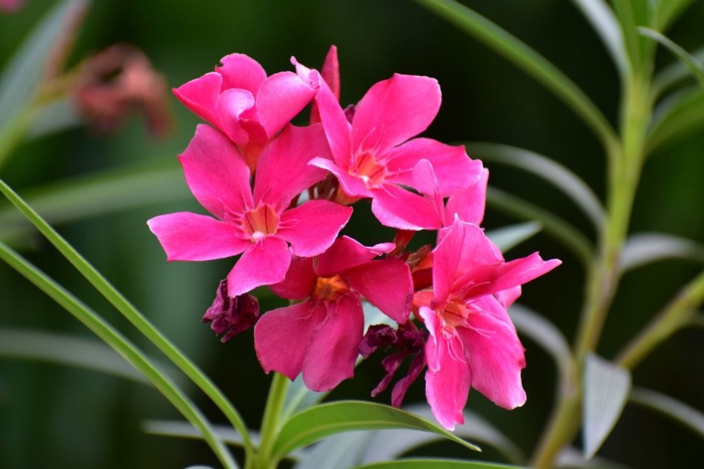 Adenium obesum