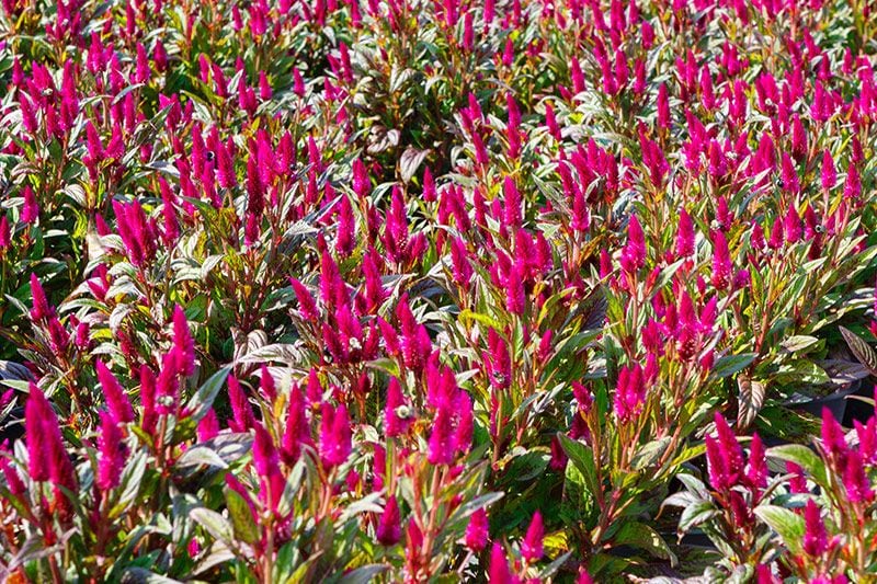 planta exterior celosia 07a