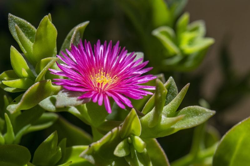 cultivar aptenia suculenta facil cuidado hola decoracion 03