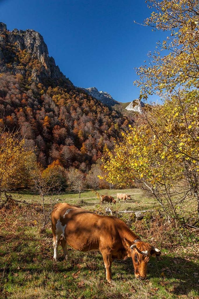 Vacas casinas en Parque Natural de Redes