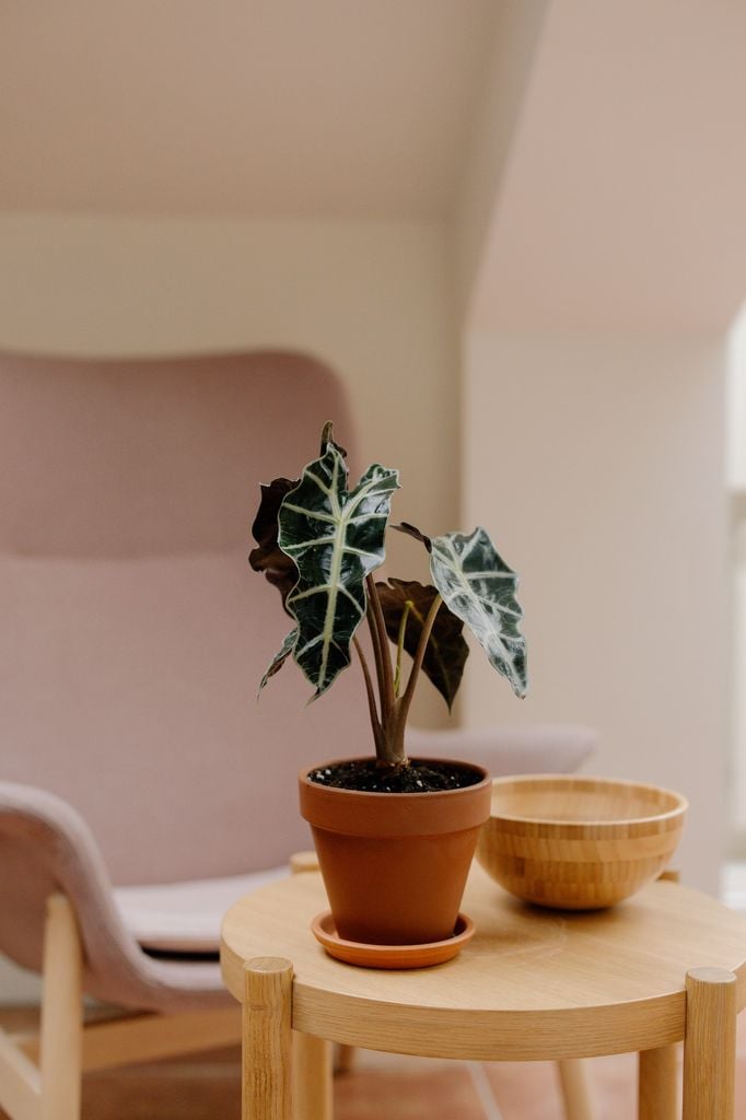 Alocasia Polly  