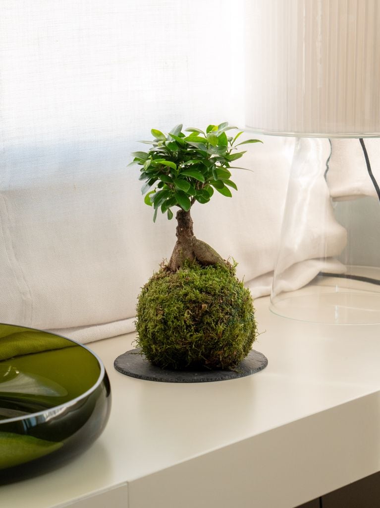 'Ficus microcarpa' o 'Ficus ginseng' en kokedama