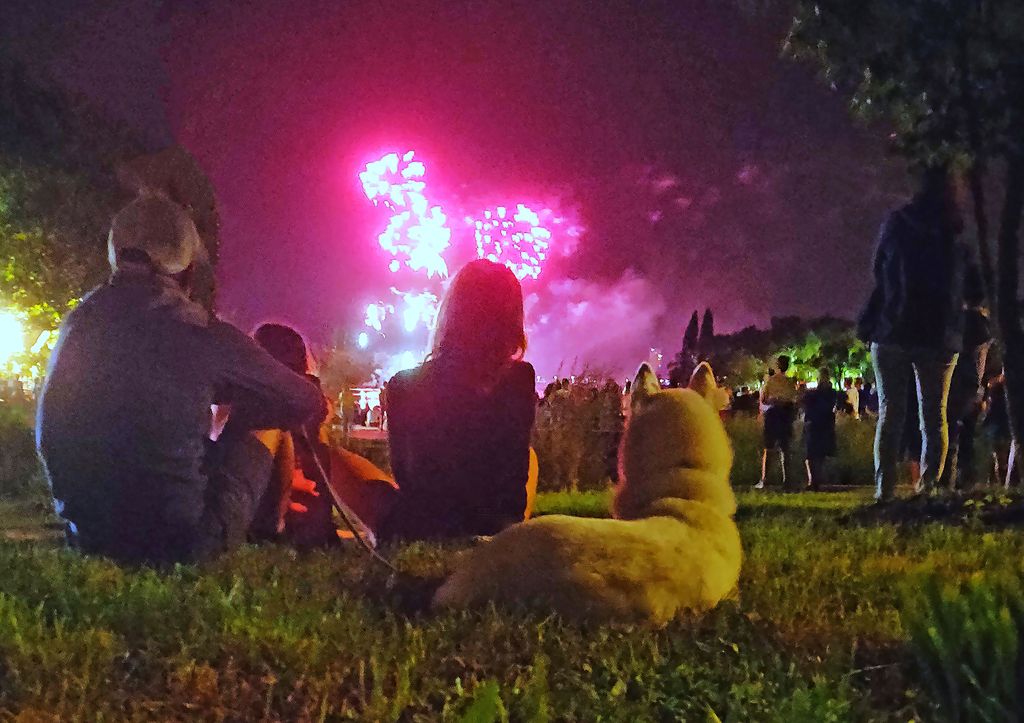 Durante las fiestas de Año Nuevo los animales sufren debido a la pirotecnia