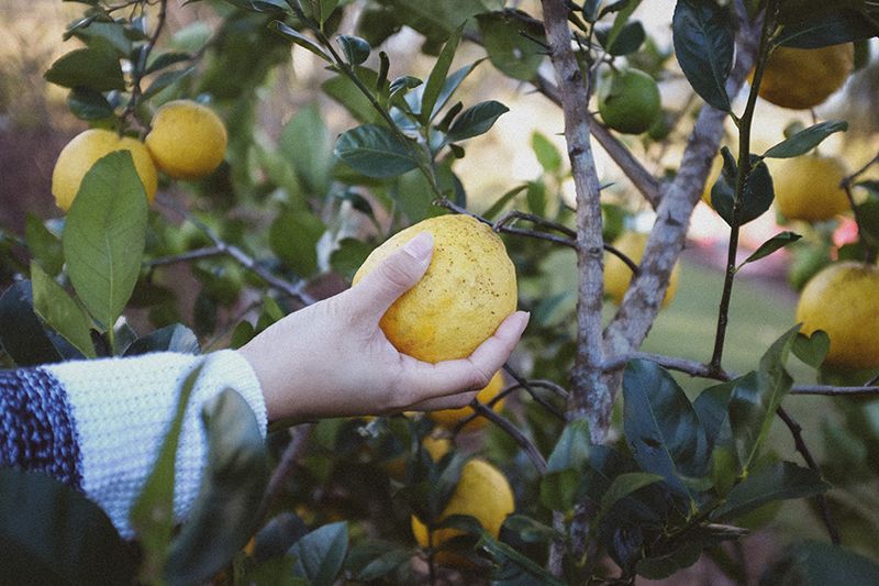 como cultiva limonero 10a