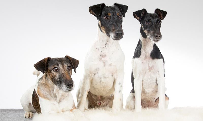 foxterrier pelo corto