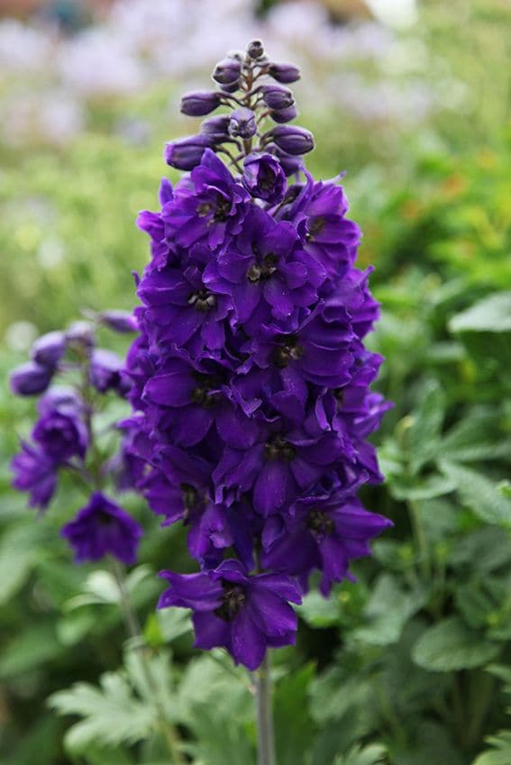 cuidados delphinium 02a