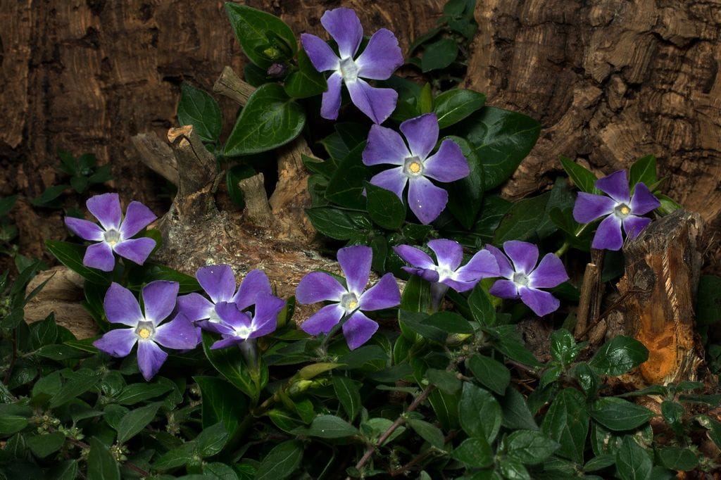 Vinca o hierba doncella 