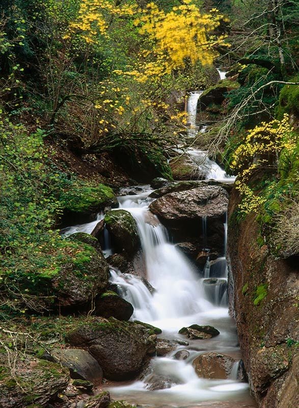 Hueca selva oza