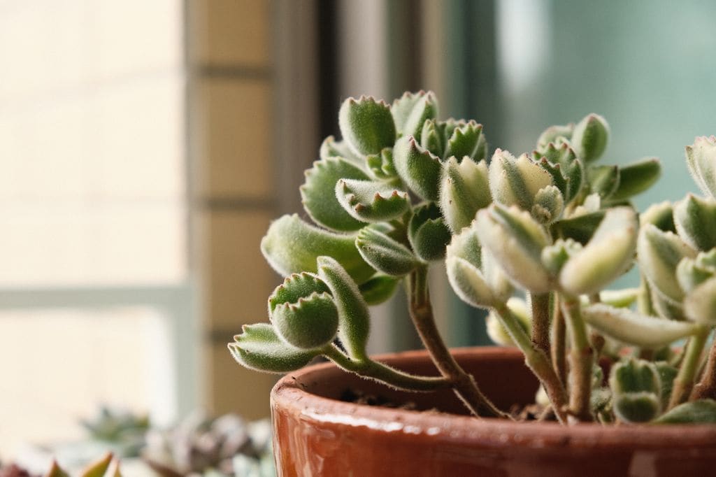 Suculenta garrita de oso o Cotyledon tomentosa