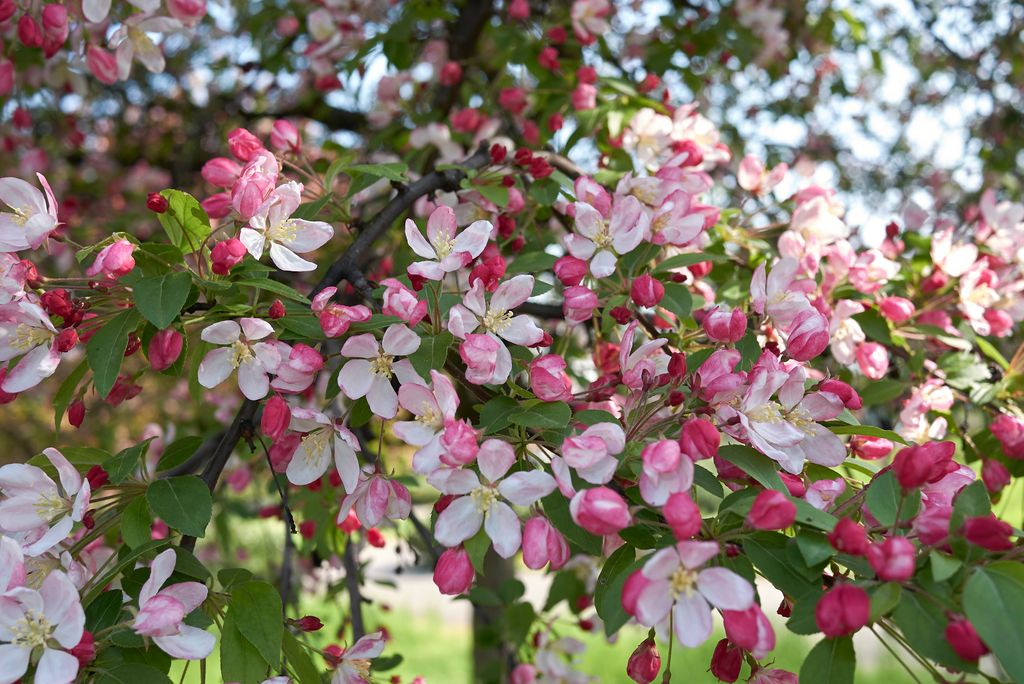 Manzano (Malus floribunda)