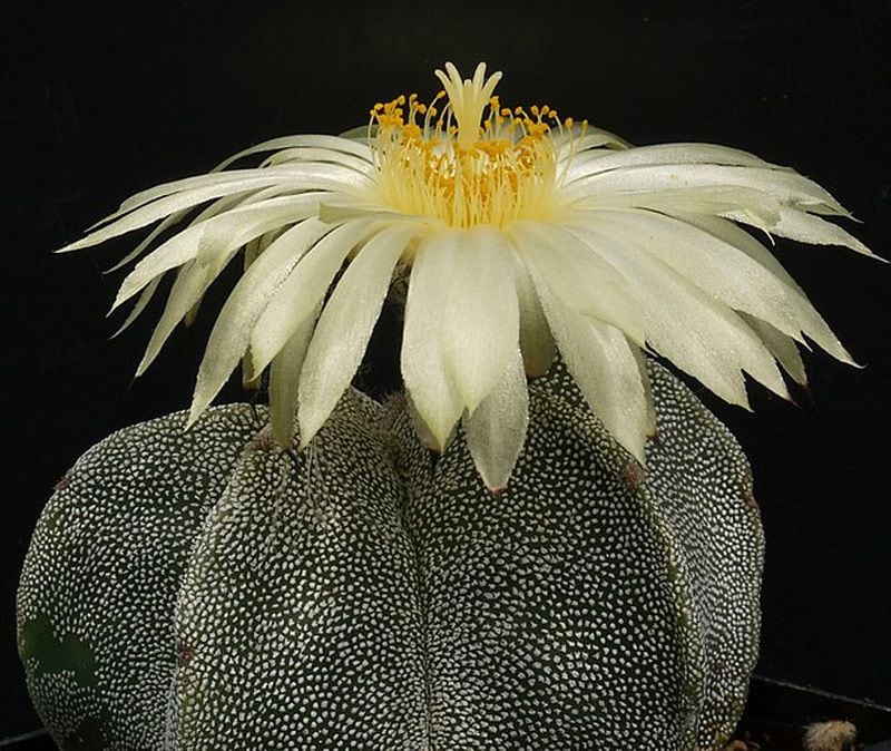 birrete obispo cactus Astrophytum  myriostigma hola decoracion 07