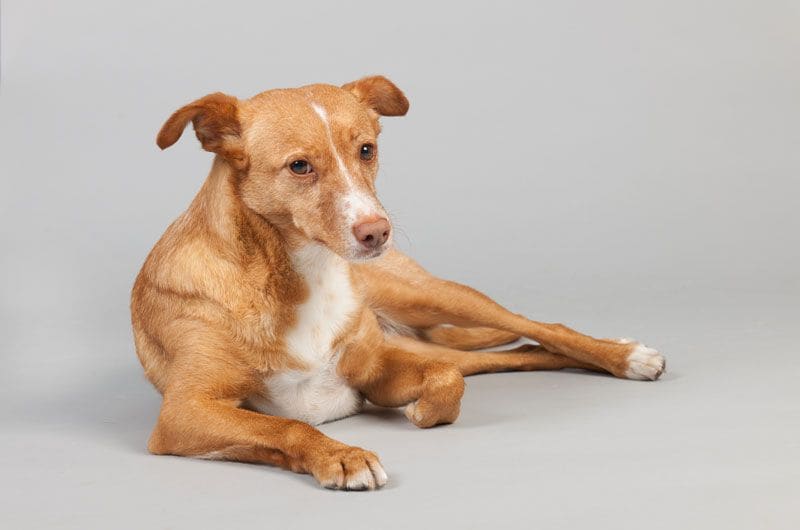 podenco canario