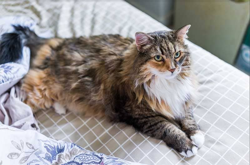 mainecoon istock