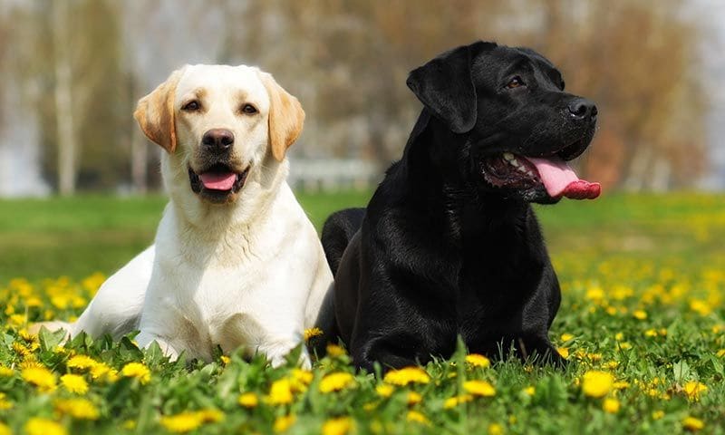 razas de perros para ninos labrador 6