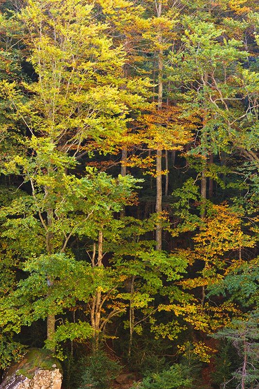 Selva oza otono huesca