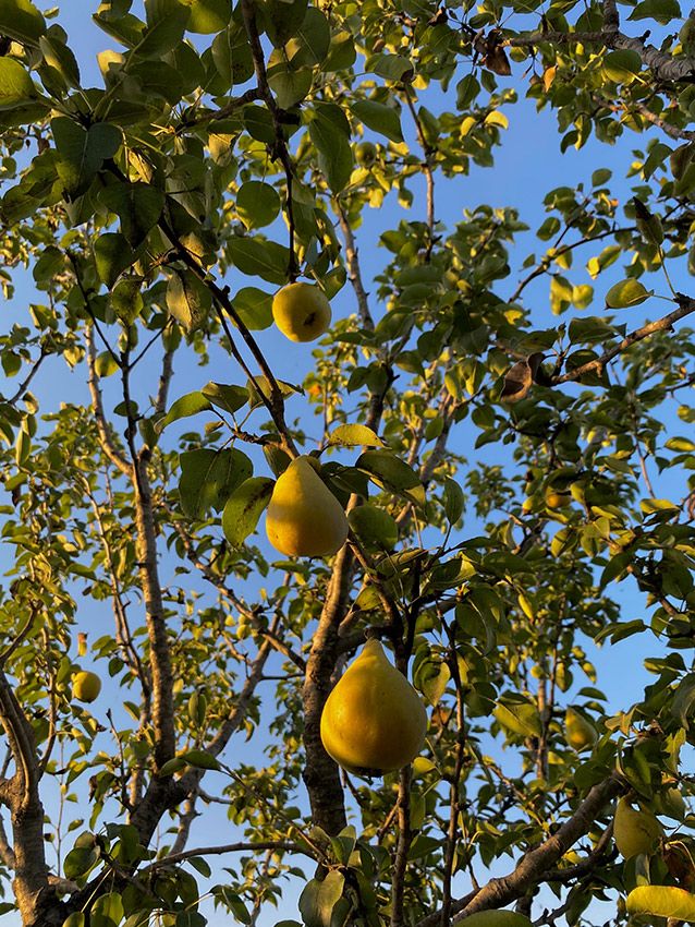 cuidados arboles frutales otono 03a