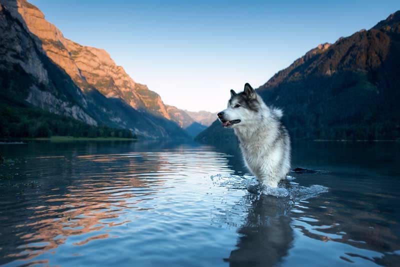 alaskan malamute 5a