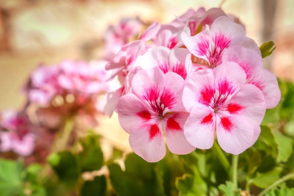 Geranio (Pelargonium spp)