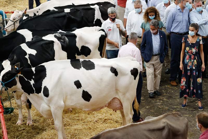 reyes-vacas-gtres