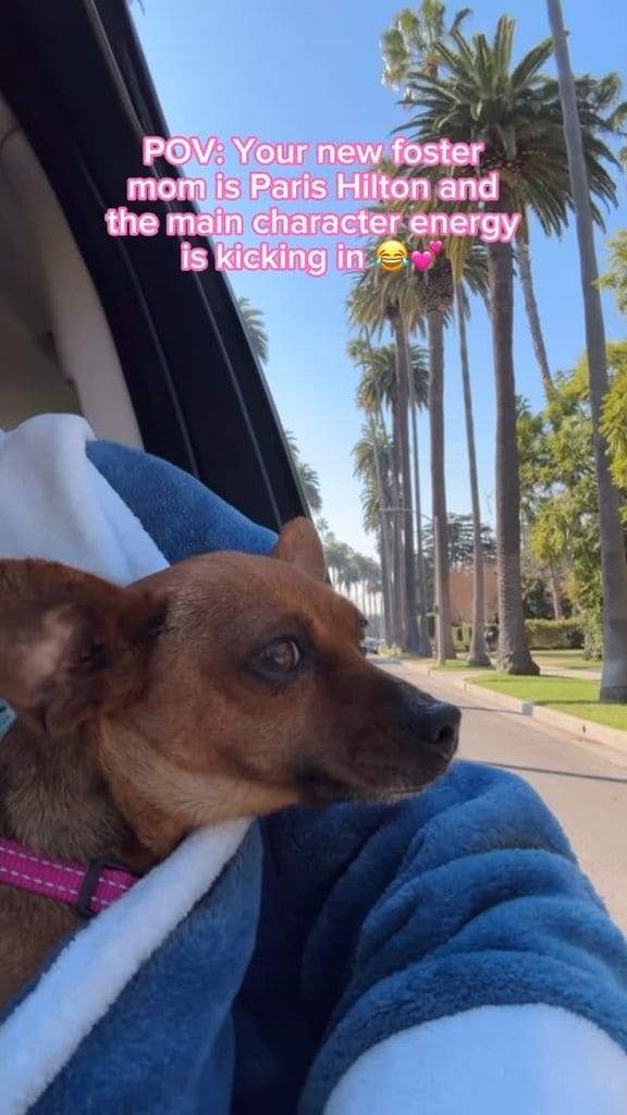 Zuzu, la perrita que Paris Hilton cuidó en su hogar tras los incendios en California 