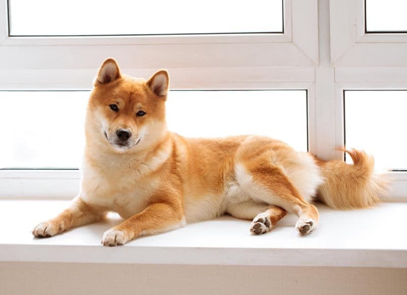 shiba inu 3a