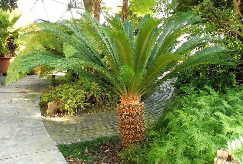 palma sagu cycas revoluta hola decoracion 03