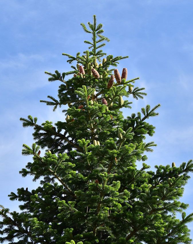 arbol navidad natural 4