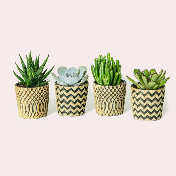 Set Boho 4 plantas