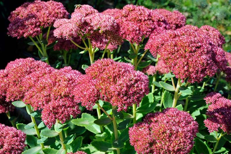 sedum otono roja