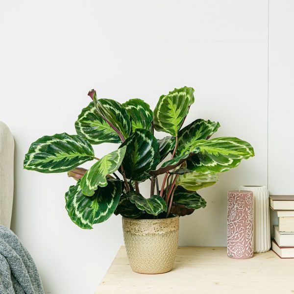 planta interior calathea