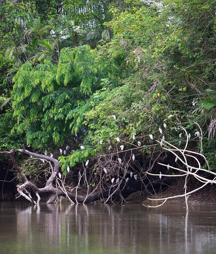 cano negro guanacaste