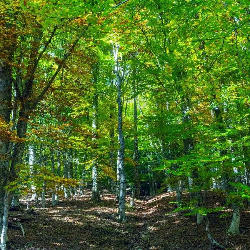 Hayedo de Montejo, en la Reserva de la Biosfera de la Sierra del Rincón.