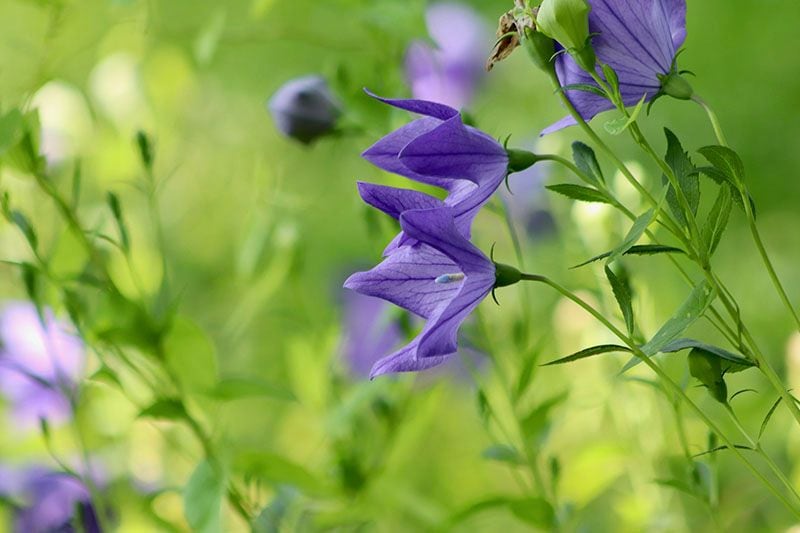 campanilla china 7