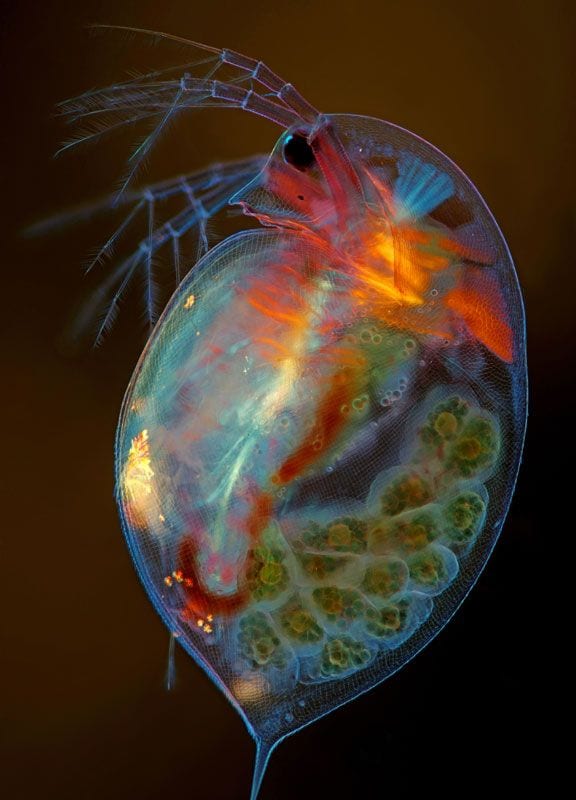 daphnia magna