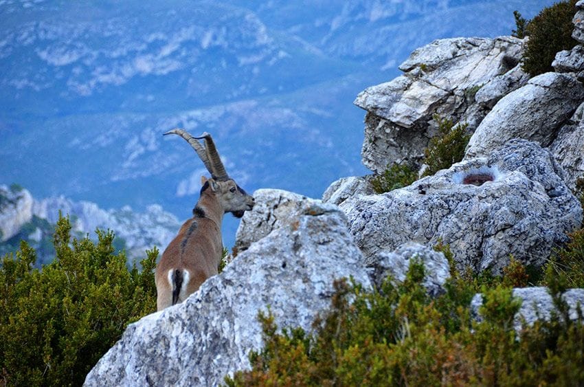 parque natural els ports