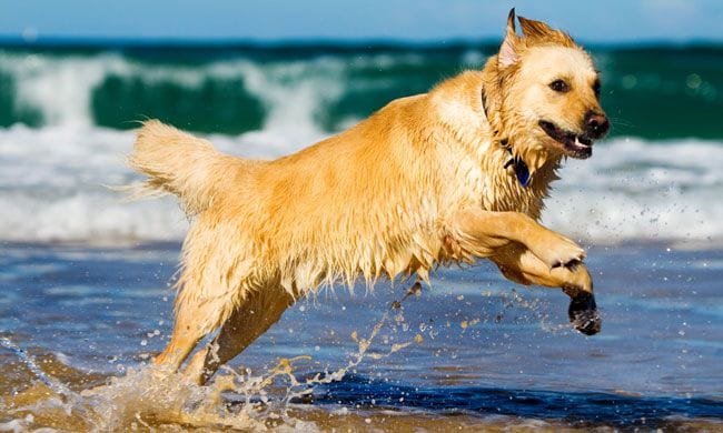 Perro saltando en la playa