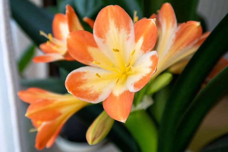 cultivar clivia 2