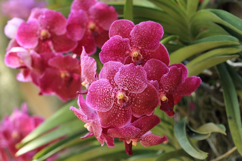 Orquídea Vanda de flores rosas