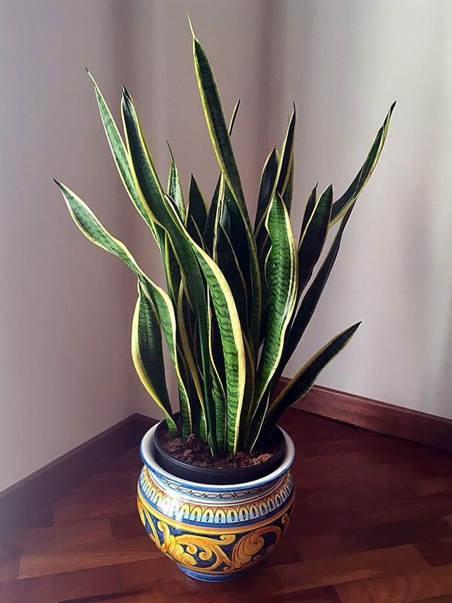 Sansevieria trifasciata cuidados 03