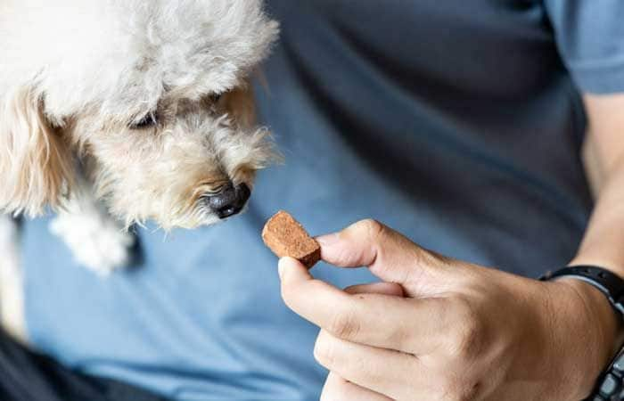 Perro tomando una pastilla