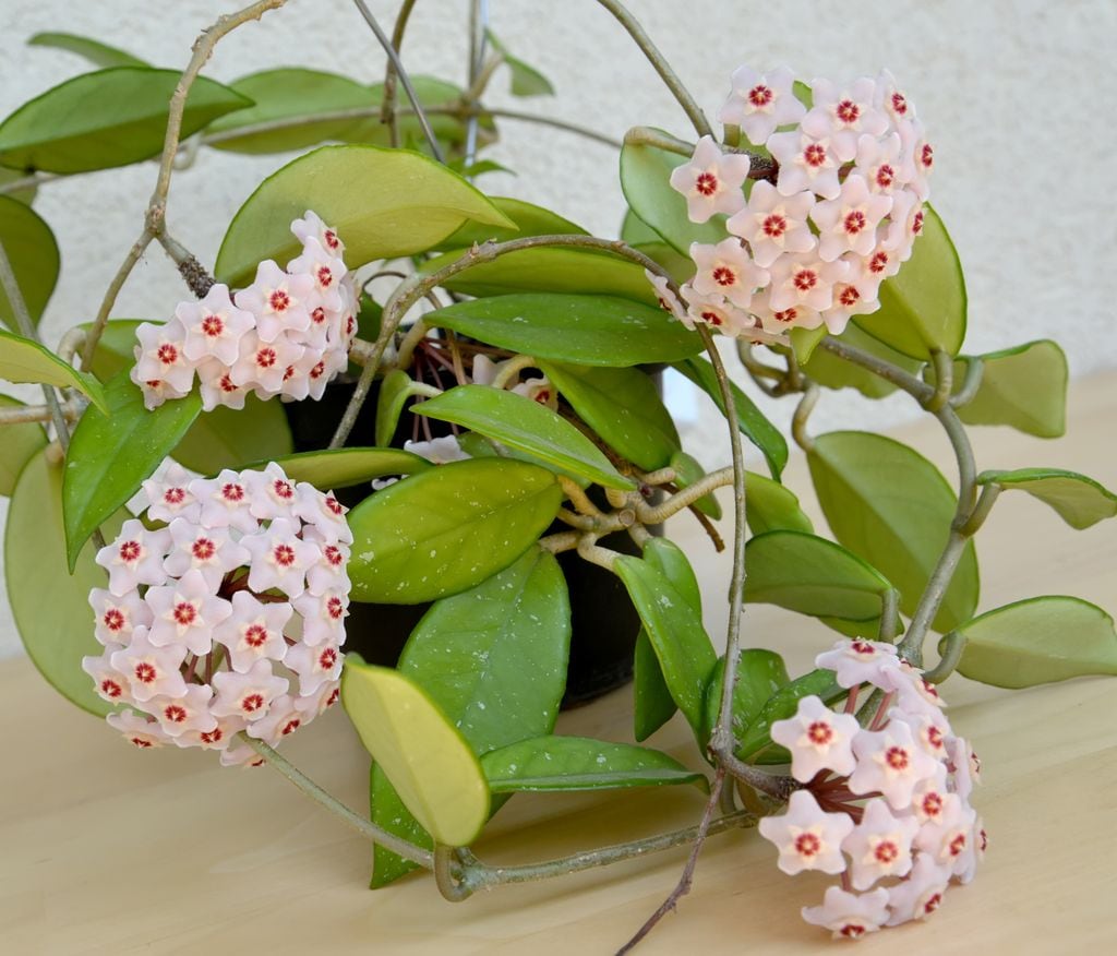 Flor de cera ('Hoya carnosa') entutorada y con flores