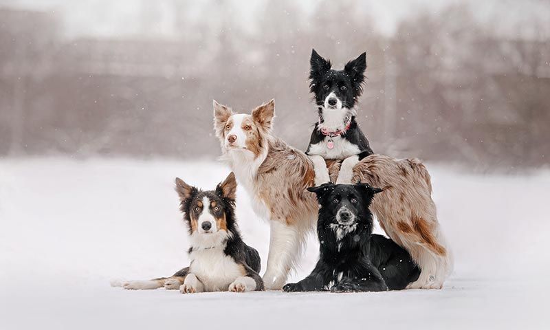 border collie