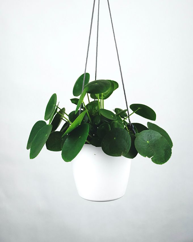 cuidados pilea peperomioides 08a