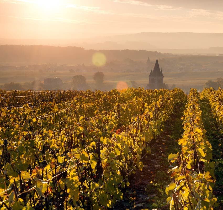 Francia, Ruta del Champage, viñedos