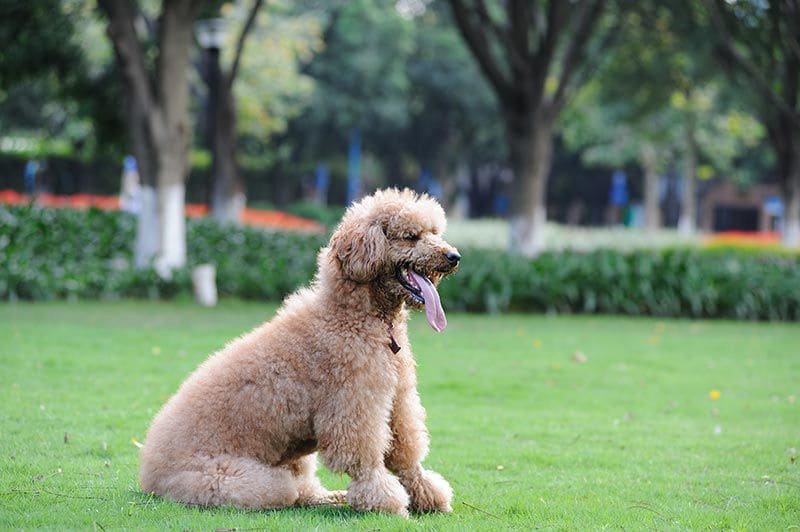 de agua poodle