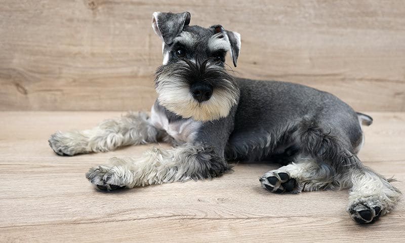 schnauzer