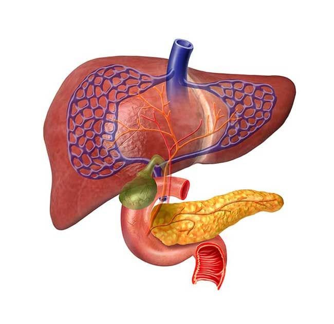 esquema-vesicula2